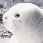 Kosen Snow Seal