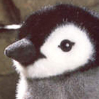 Kosen Emperor Penguin