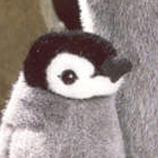Kosen Emperor Penguin Cub