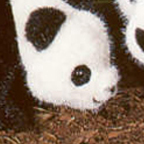 Kosen Panda Cub