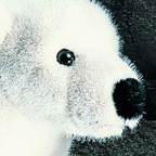 Kosen Limited Edition Small Polar Bear "Linn"