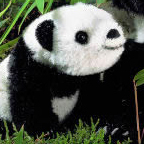 Kosen Limited Edition Giant Panda Cub