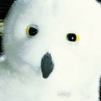 Kosen Snowy Owl "Wanda"