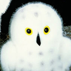 Kosen Small Snowy Owl "Flocke"