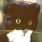 Kosen Black Cat (standing)