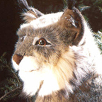 Kosen Lynx (sitting)