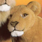 Kosen Lioness "Mara"