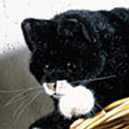 Kosen Black Cat "Mohrie"