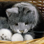 Kosen Gray Cat "Lucie"
