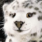 Kosen Snow Leopard "Amir"