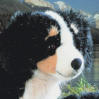 Kosen Bernese Mountain Dog (standing)