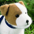 Kosen Jack Russel Terrier