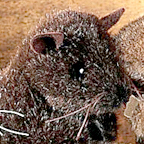 Kosen Dark Brown Mouse