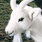 Kosen White Goat "Fanny"