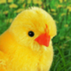 Kosen Spring Chick  "Piep Piep"
