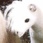 Kosen White Shetland Pony
