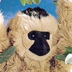 Kosen Gibbon "Pini"