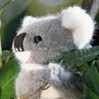 Kosen Koala Bear Cub