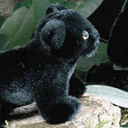 Kosen Panther Cub "Rangi"