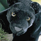 Kosen Female Panther "Naini"