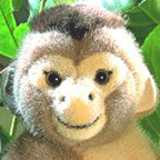 Kosen Weeper Capuchin Monkey "Toto"