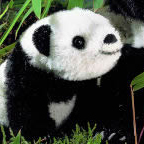 Kosen Limited Edition Giant Panda Cub