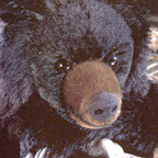 Kosen Limited Edition Black Bear