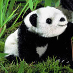 Kosen Limited Edition Panda Cub