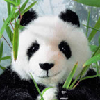 Kosen Limited Edition Panda