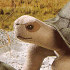 Kosen Turtle "Olga"