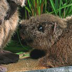 Kosen Beaver Cub "Bibi"