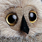 Kosen Mini Owl