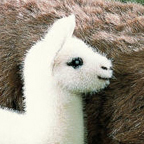 Kosen Llama Foal "Napa"