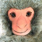 Kosen Japanese Macaque "Imo"