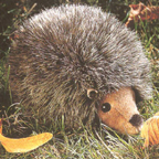 Kosen Hedgehog
