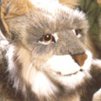 Kosen Lynx (lying)