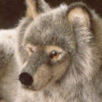 Kosen Wolf (lying)