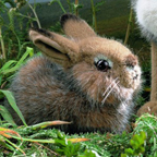 Kosen Rabbit "Hoppel"