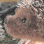 Kosen Small Hedgehog "Statchel"