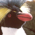 Kosen Cliff Penguin