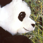 Kosen Giant Panda "Shaanxi"