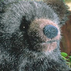 Kosen Mocca Bear "Bummi"