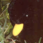 Kosen Blackbird