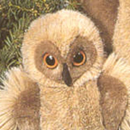 Kosen Small Owl