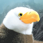 Kosen Male Bald Eagle "George"