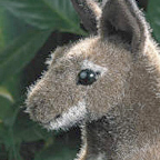 Kosen Kangaroo