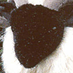 Kosen German Moorland Sheep