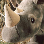 Kosen Rhino