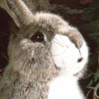 Kosen Rabbit "Lauscher"