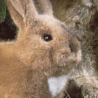 Kosen Small Hare